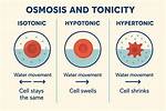 Hypotonic vs Hypertonic Solution