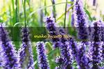 Hyssop Tea