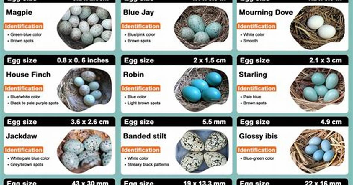 Identify Bird Eggs