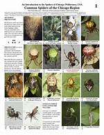 Illinois Spiders