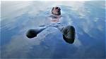 Immerse in Water