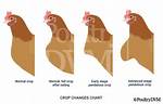Impacted Crop Chicken