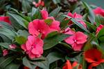 Impatiens Flower