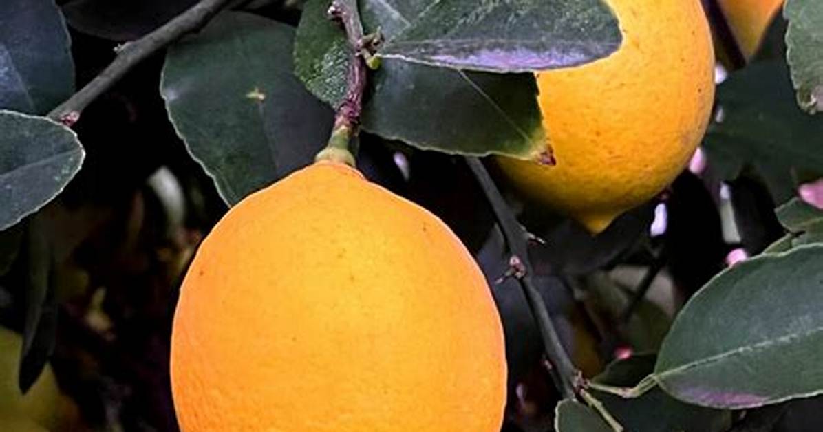 Improved Meyer Lemon