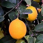 Improved Meyer Lemon