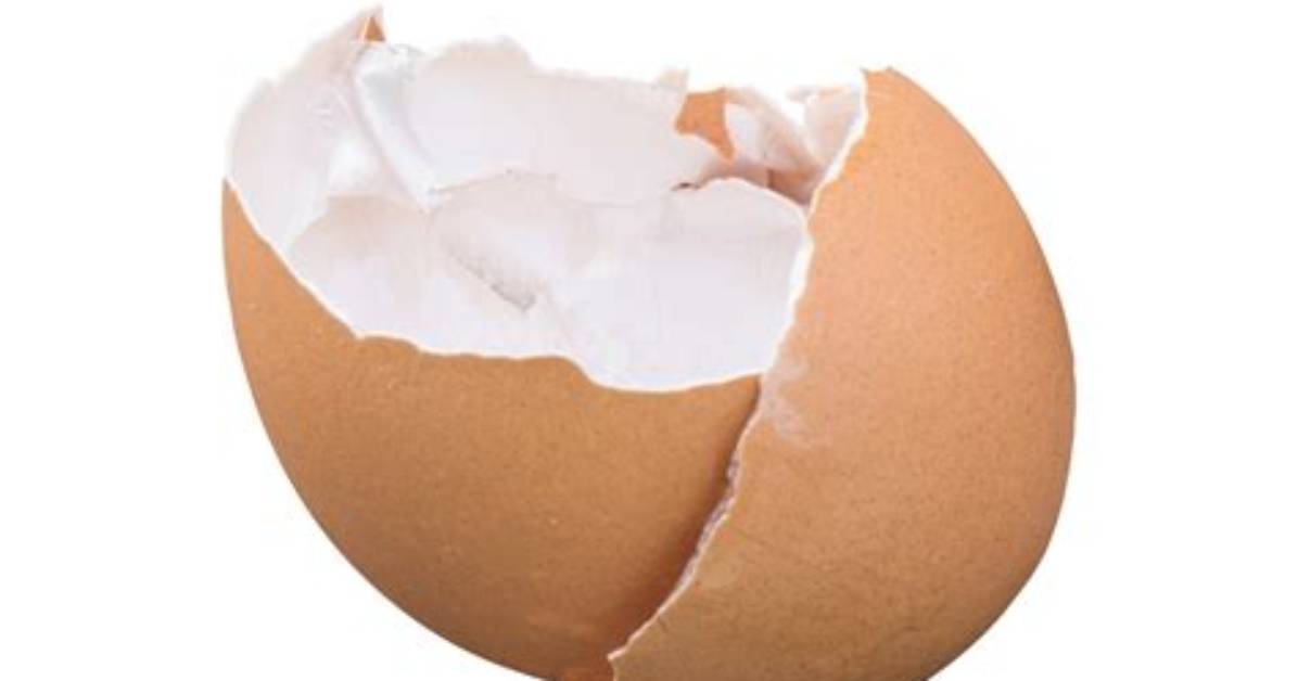 In a Egg Shell?