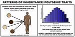 In a Polygenic Trait?