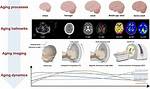 In an Aging Brain?