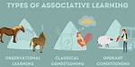 In Associative Learning Animals?