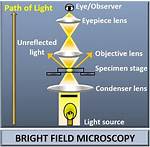 In Bright Field Microscope?
