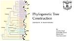 In Constructing Phylogenetic Trees?