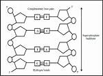 In Double Stranded Dna?