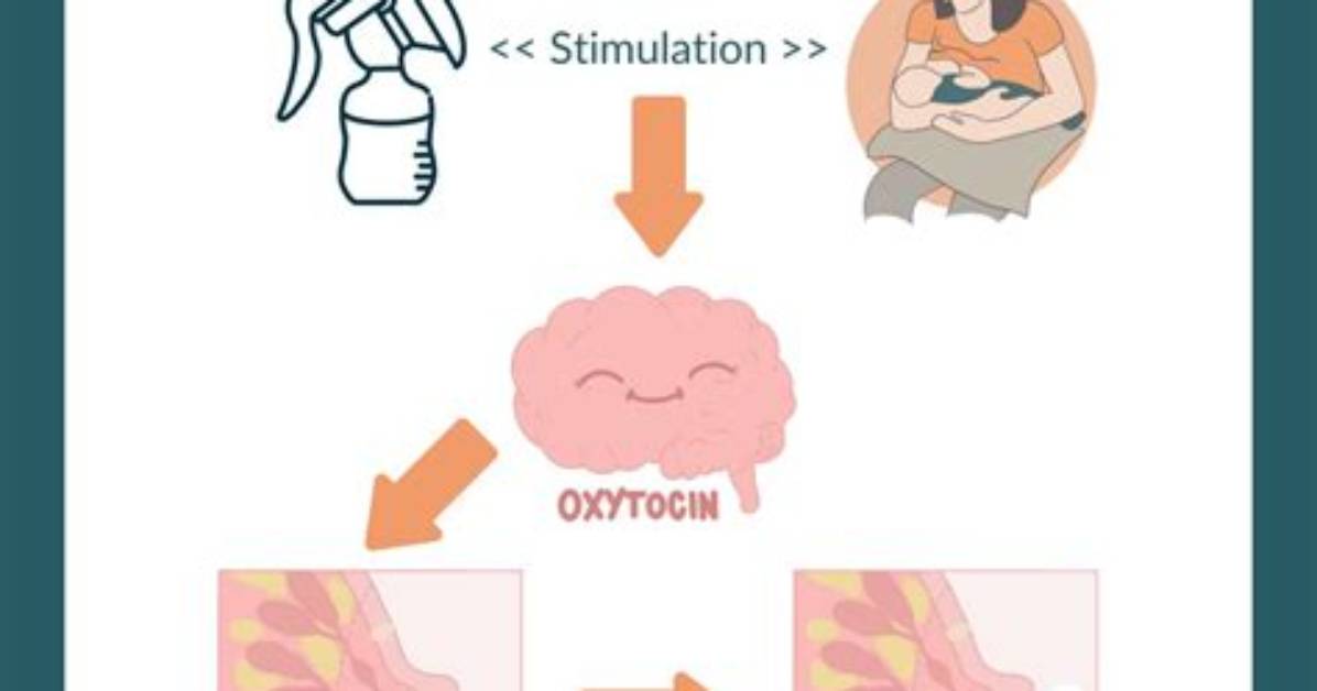 In Milk Ejection Reflex?