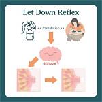 In Milk Ejection Reflex?