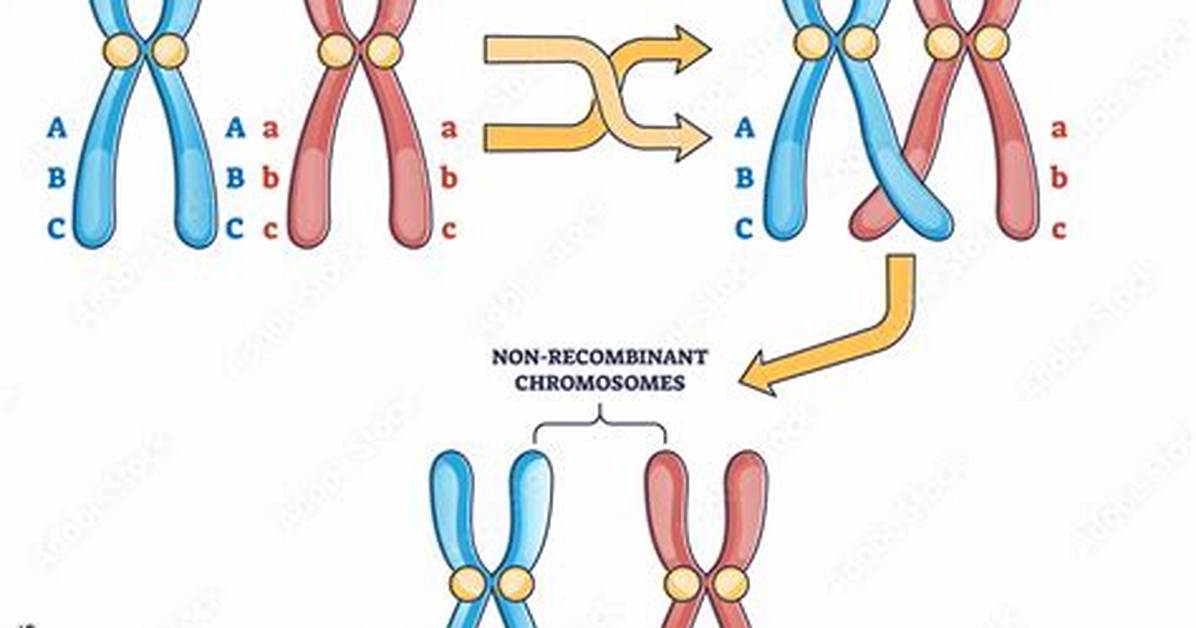 In Replicating Chromosomes Errors Called?