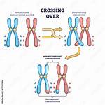 In Replicating Chromosomes Errors Called?