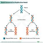 In Semiconservative Dna Replication?