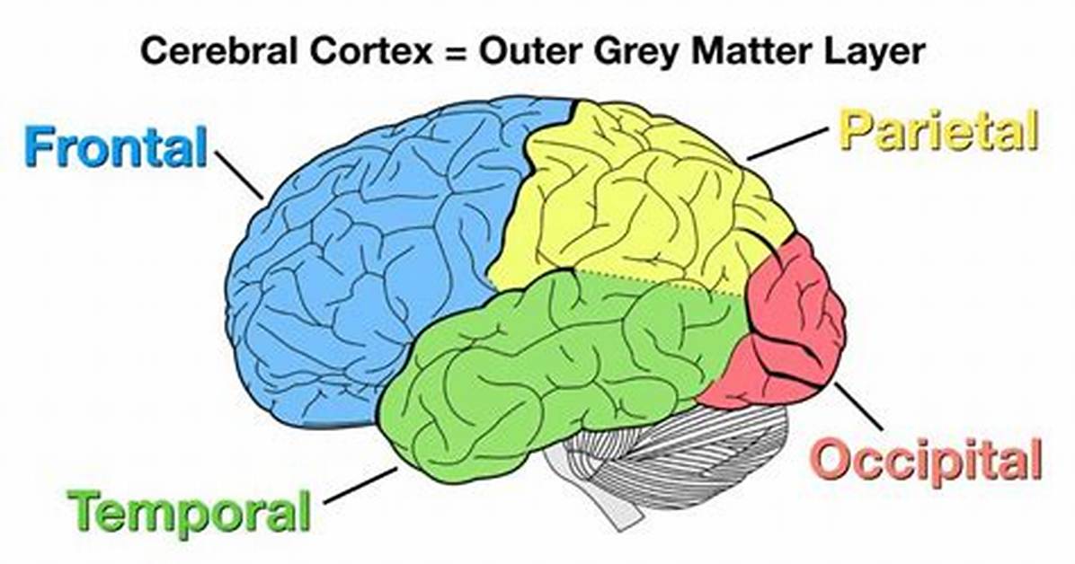 In the Brain Cortex?