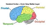 In the Brain Cortex?