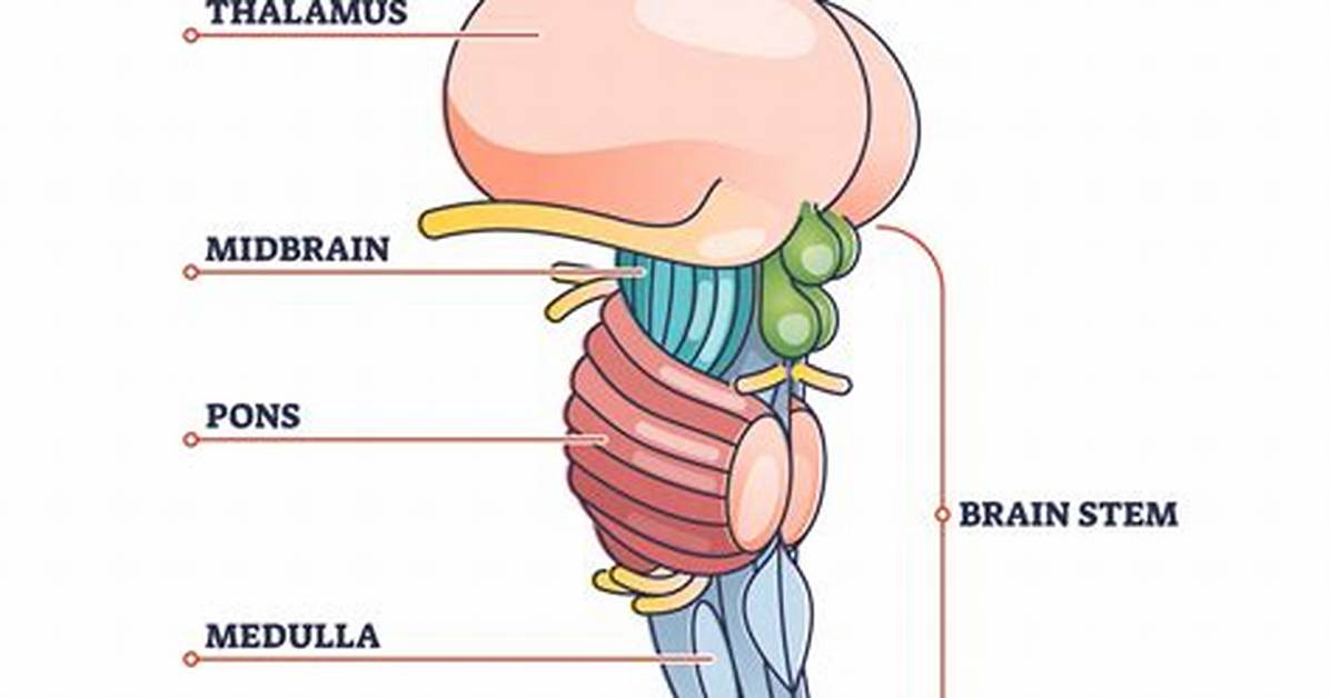 In the Brain Stem?