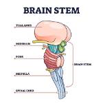 In the Brain Stem?