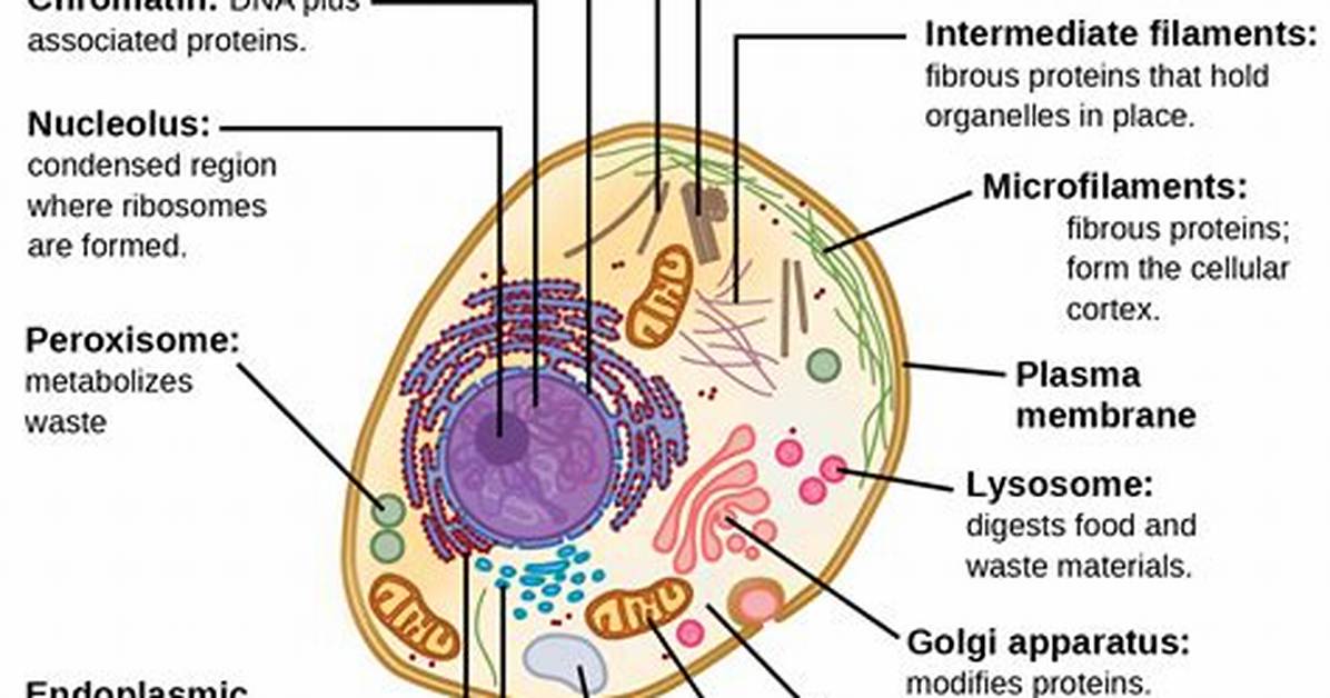 In the Cell Functions?