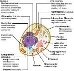 In the Cell Functions?