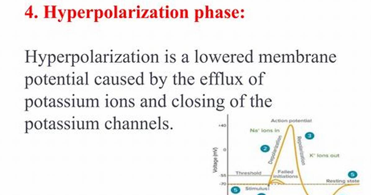 In the Hyperpolarization Phase?