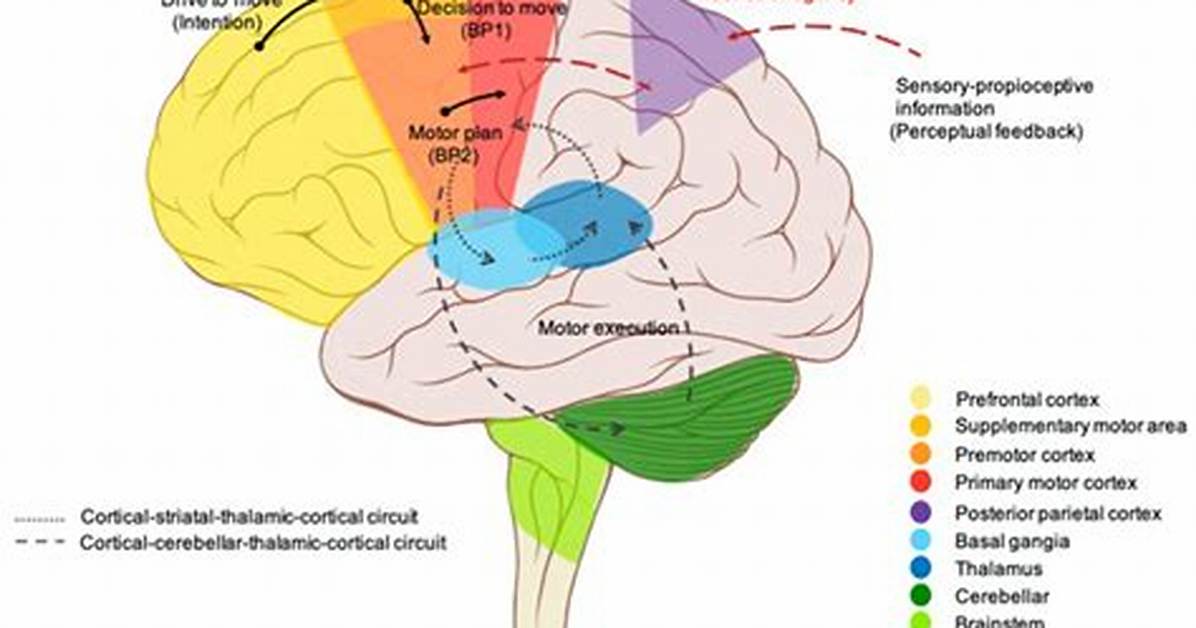 In the Sensorimotor Cortex?