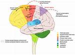 In the Sensorimotor Cortex?