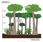 In the Shrub Layer?