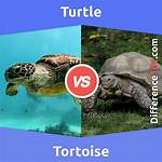In Tortoise and Turtle?