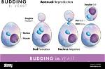 In Yeast During Budding?