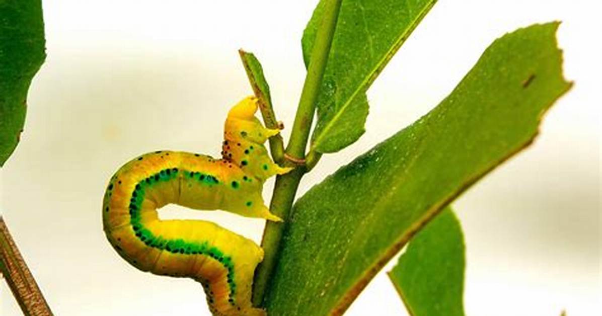 Inch Worms