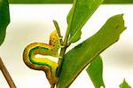 Inch Worms