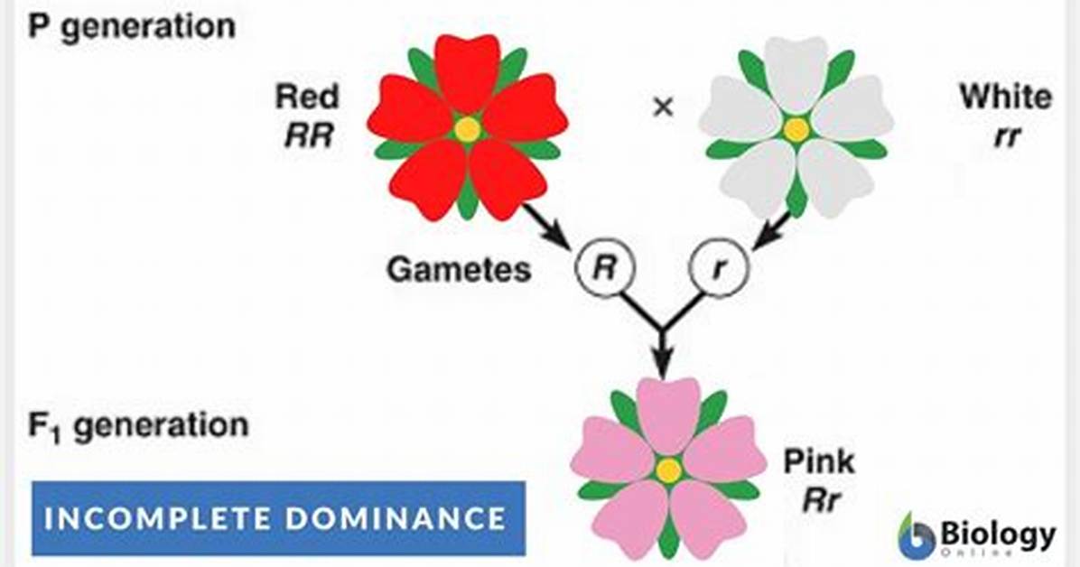 Incomplete Dominance Example