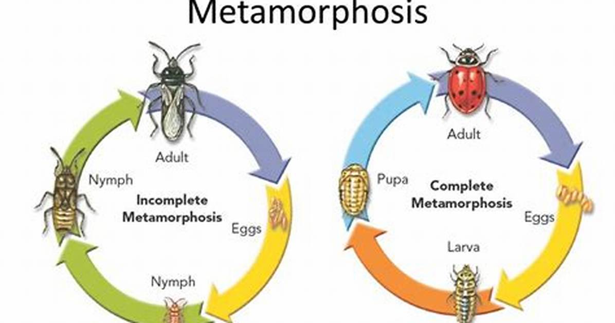 Incomplete Metamorphosis Examples