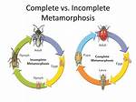 Incomplete Metamorphosis Examples
