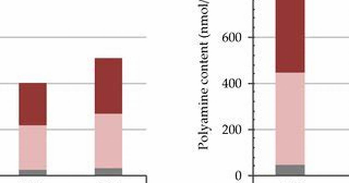 Increase in Polyamine Levels?
