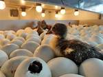 Incubating Duck Eggs