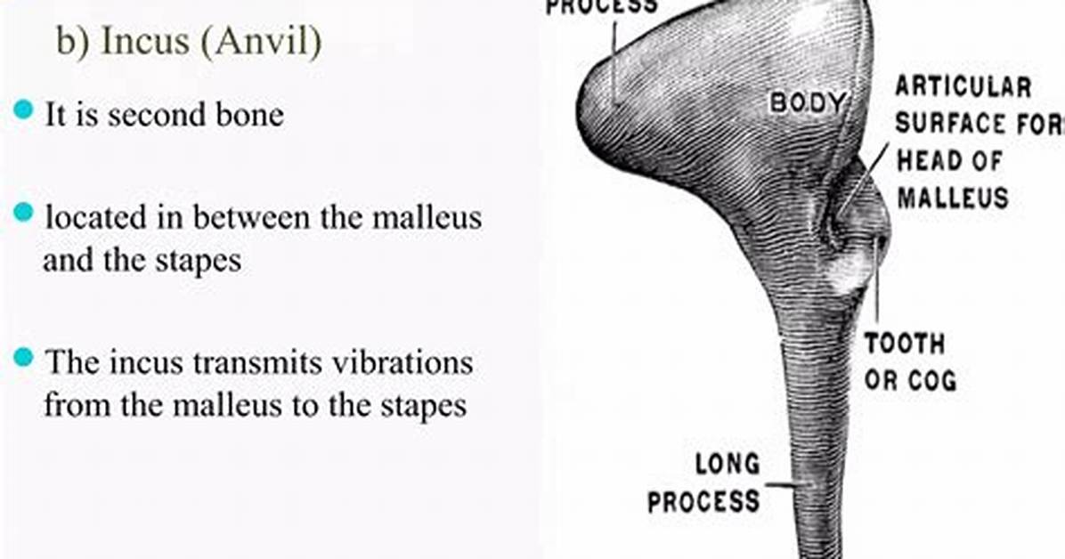 Incus Function