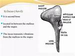 Incus Function