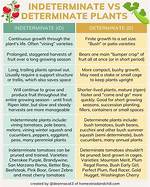 Indeterminate vs Determinate