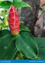 Indian Head Ginger