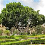 Indian Laurel Tree Problems