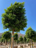 Indian Laurel Tree