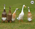 Indian Runner Ducks