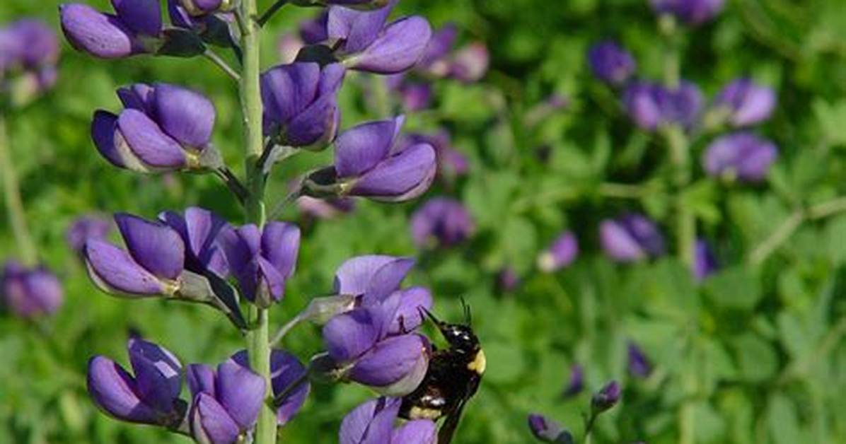 Indigo Plant