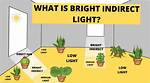 Indirect Sunlight