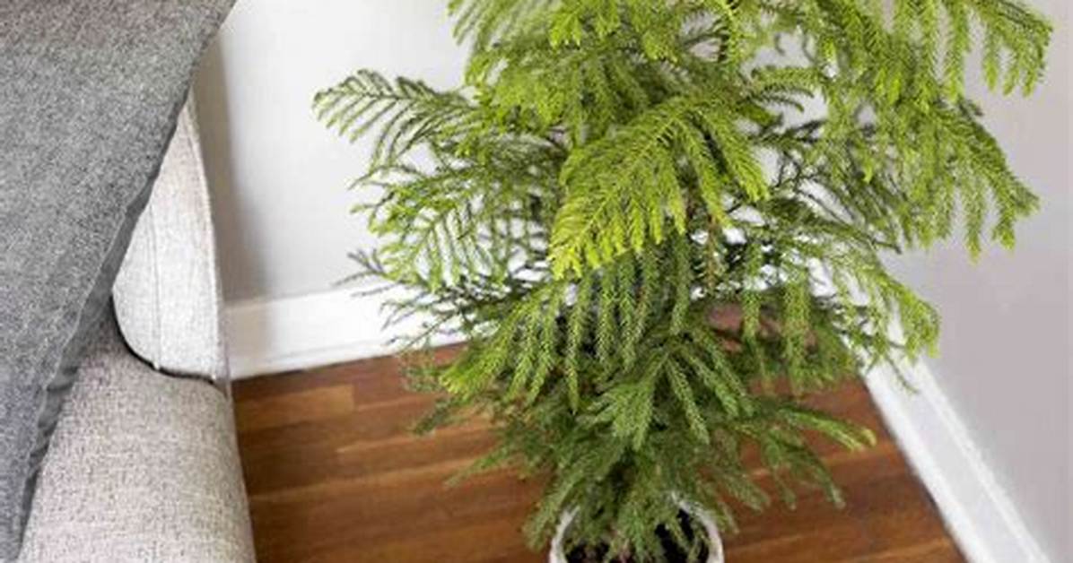 Indoor Pine Tree